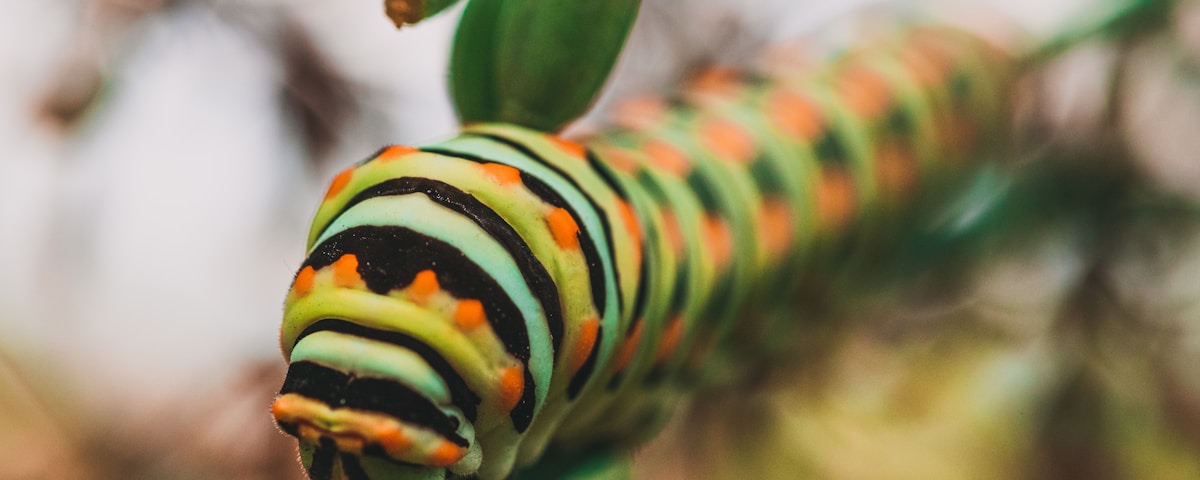 macro photography of green, black, and gray striped caterpillar