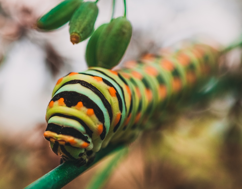 macro photography of green, black, and gray striped caterpillar