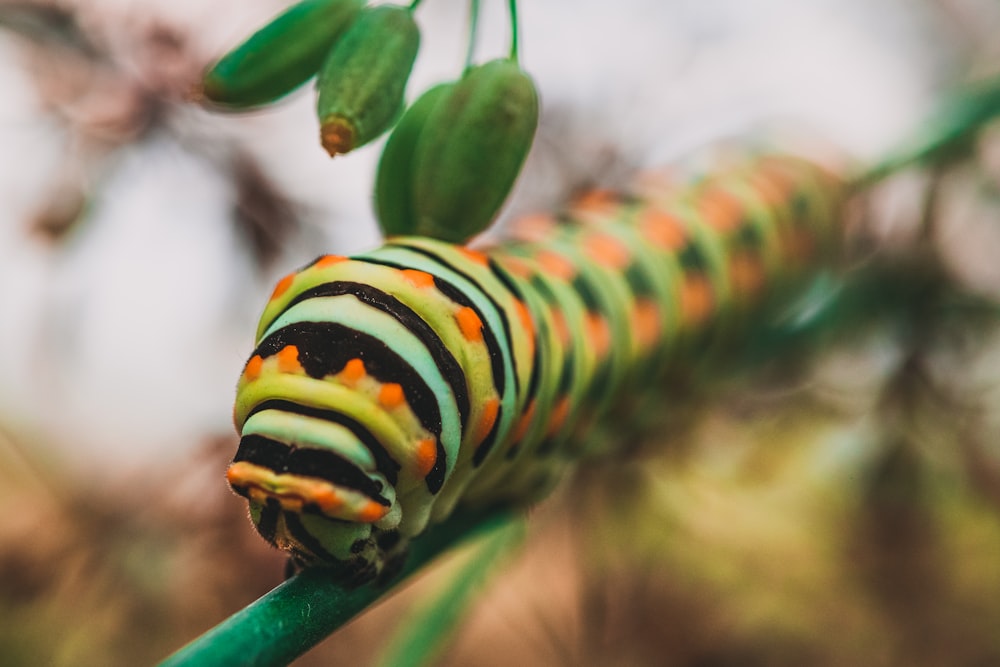 macro photography of green, black, and gray striped caterpillar