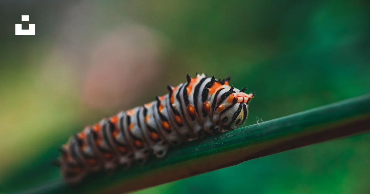 Orange Grey And Black Striped Caterpillar On Stem Photo Free Worm Image On Unsplash Orange Grey And Black Striped Caterpillar On Stem Photo Free Worm Image On Unsplash