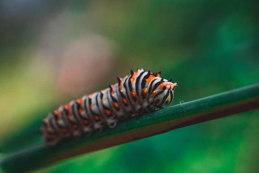 Oruga rayada naranja, gris y negra en el tallo