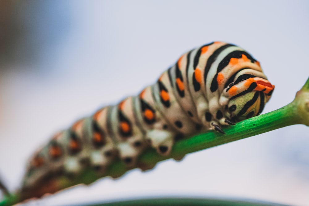 foto em close-up da lagarta listrada laranja e preta