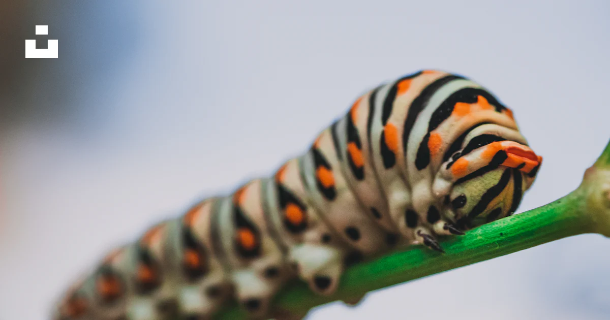 Close Up Photo Of Orange And Black Striped Caterpillar Photo Free Image On Unsplash Close Up Photo Of Orange And Black Striped Caterpillar Photo Free Image On Unsplash