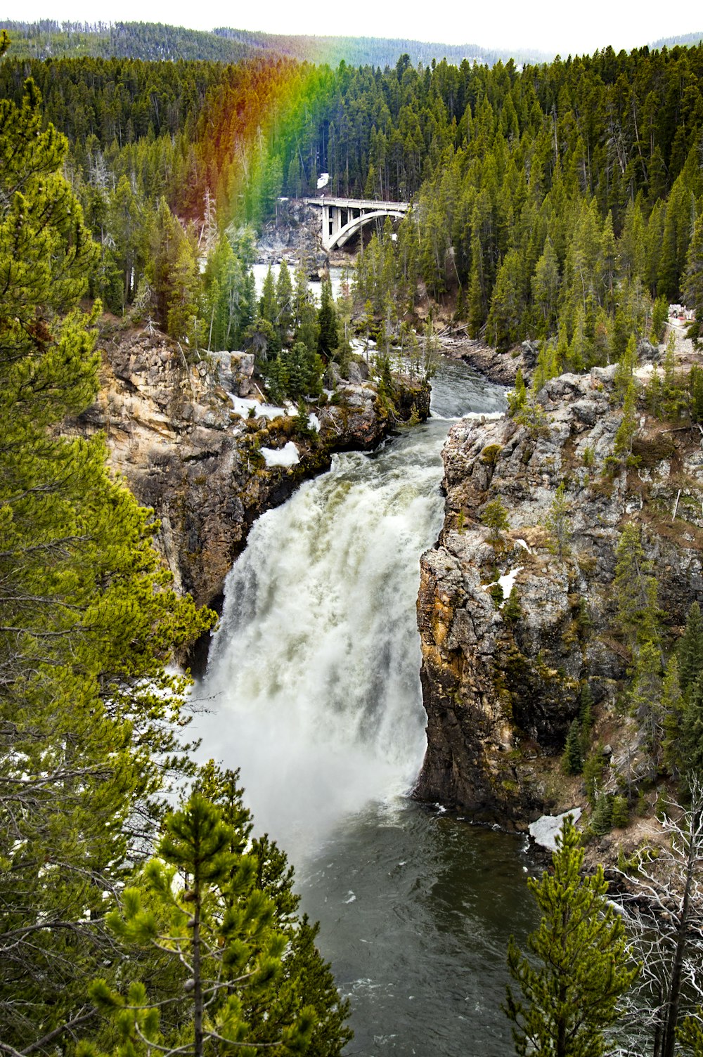 aerial photography of flowing river surrounded with tall and green trees showing rainbow during daytime