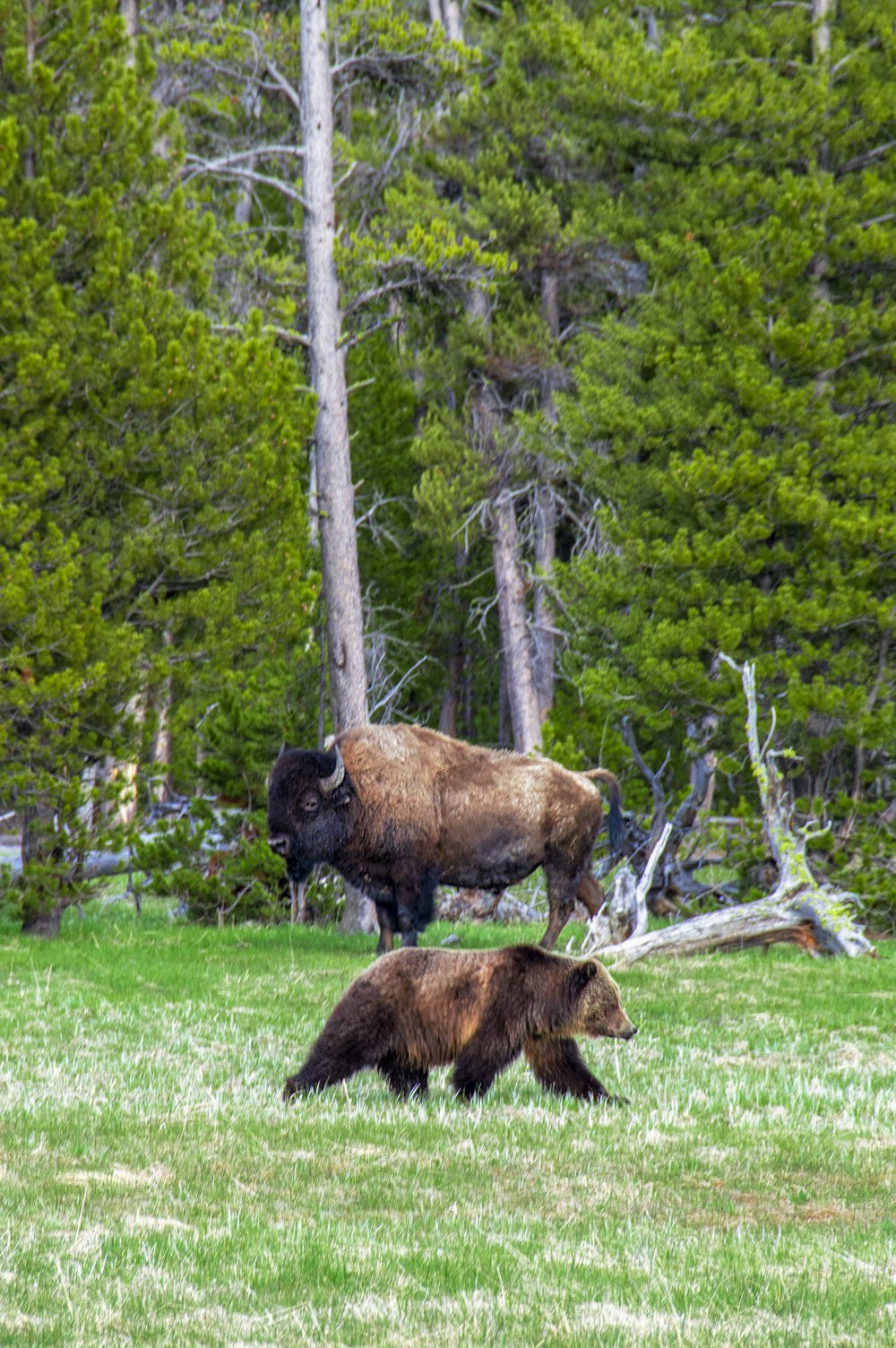 갈색 회색곰 근처에 서 있는 갈색 들소
