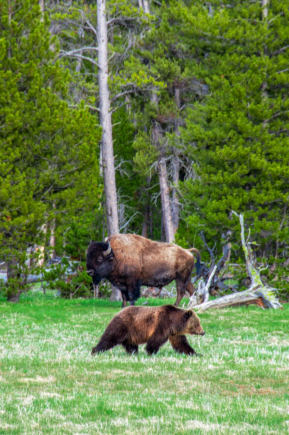 brown bison standing near brown grizzly bear