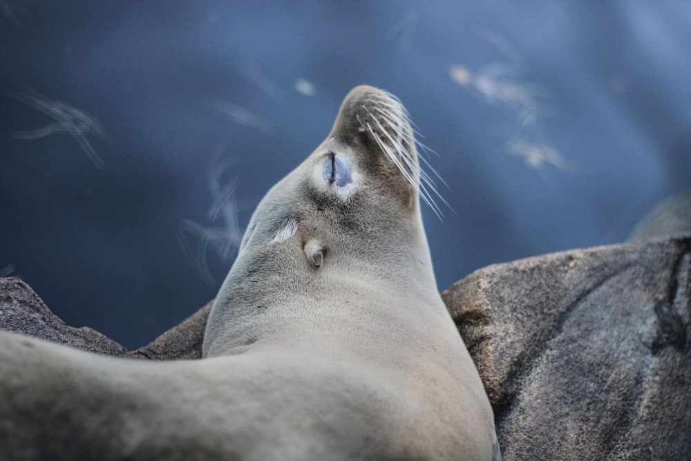 Foto de primer plano del león marino gris