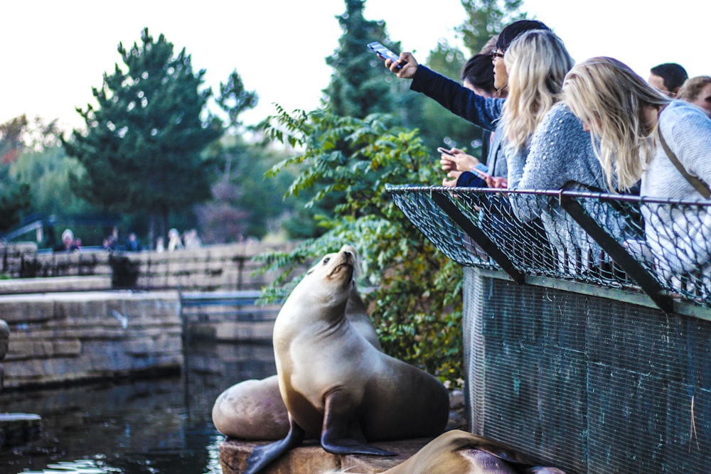 people leaning on metal handrails taking picture of sea lion