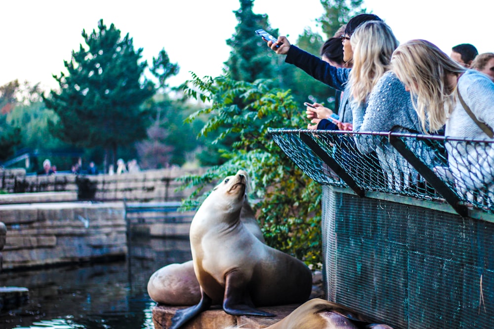 people leaning on metal handrails taking picture of sea lion