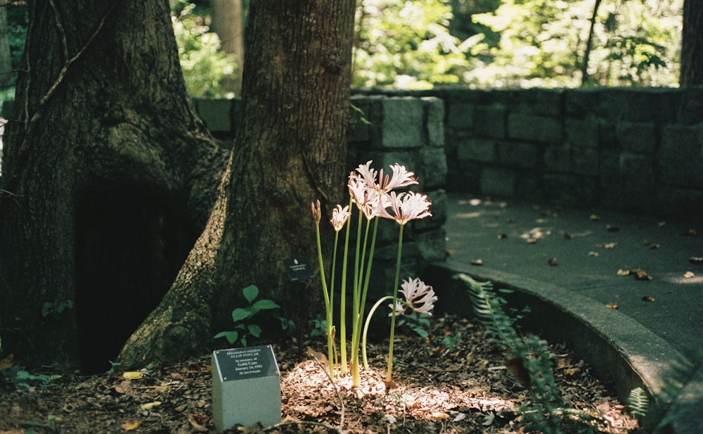 white petaled flowers