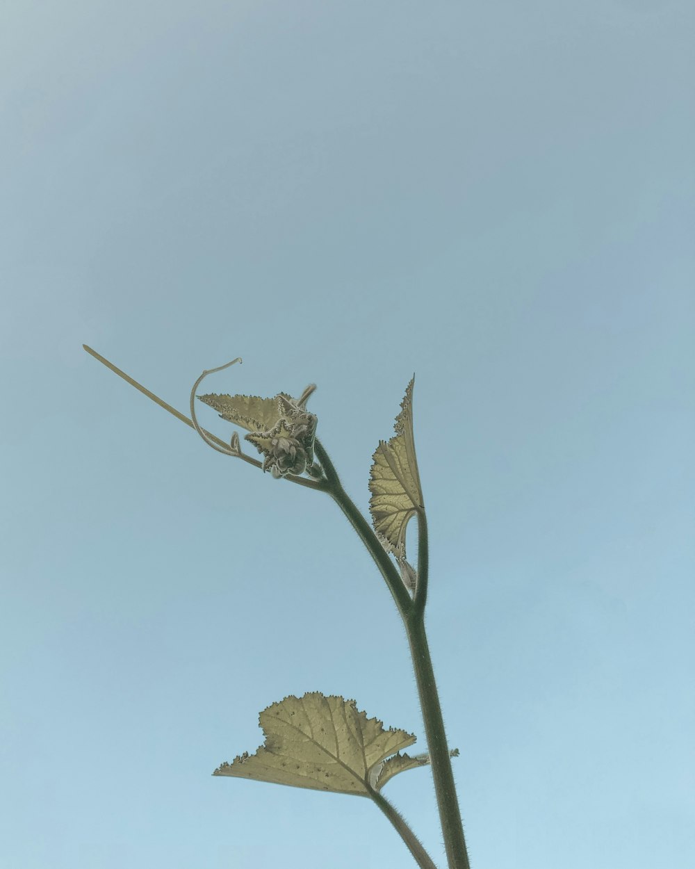 green-leafed plant during daytime