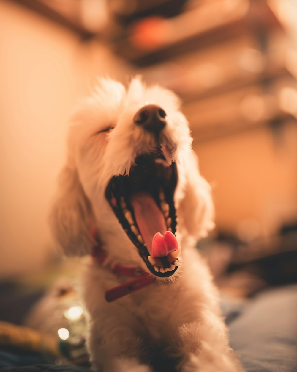 long-coated white dog