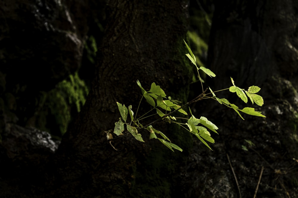 selective focus photography of green-leaf plant