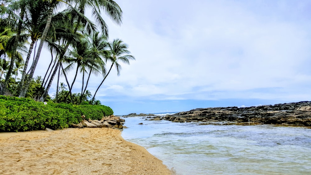 green Coconut palm trees on seashore