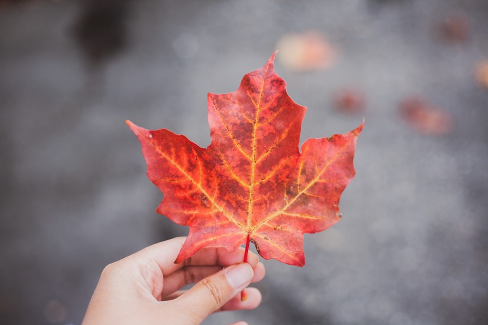 red leaf