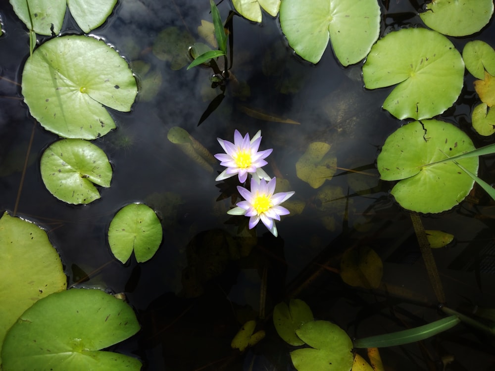 green lily pads