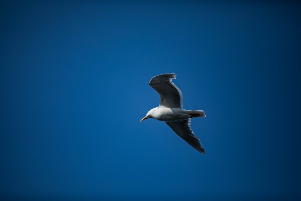 gray and white bird on flight