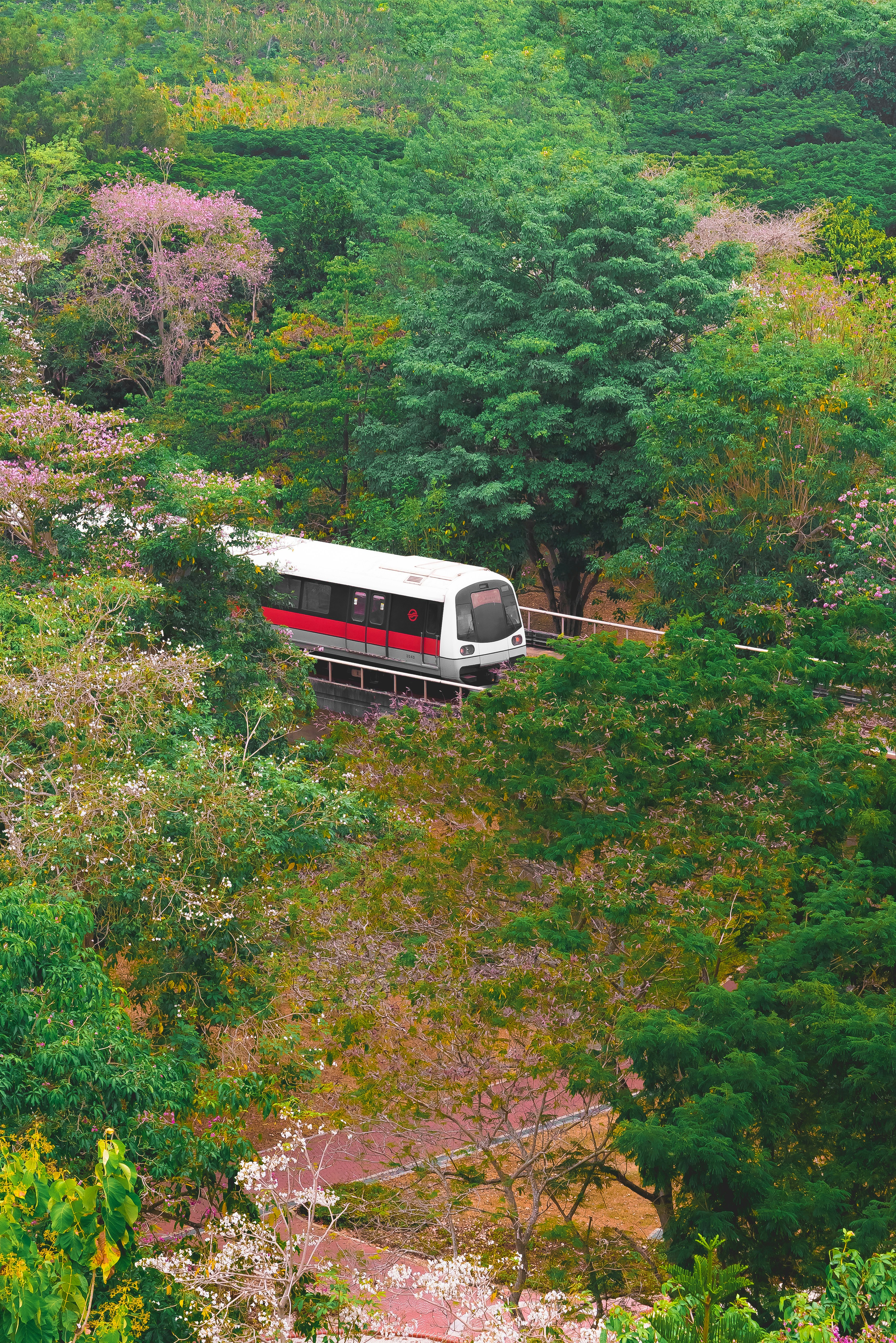 white and red train near trees