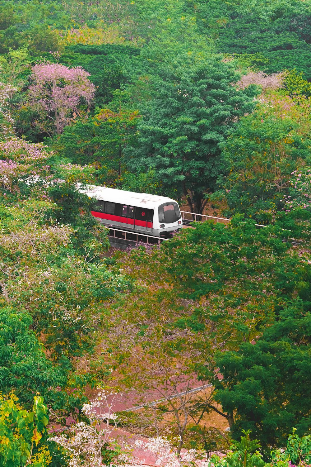 나무 근처의 흰색과 빨간색 기차