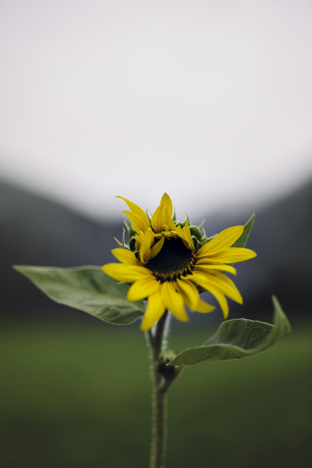 yellow sunflower close-up photography