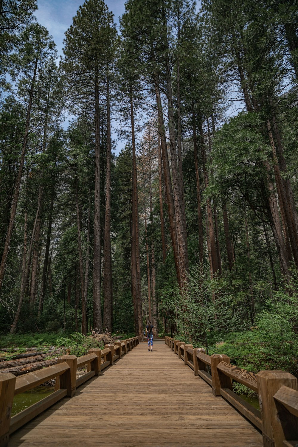person standing on brown wooden bridge beside high trees during daytime
