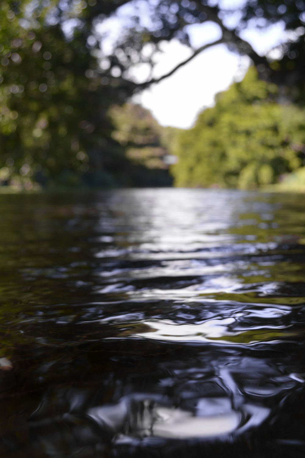 selective focus photography of river water flowing under trees