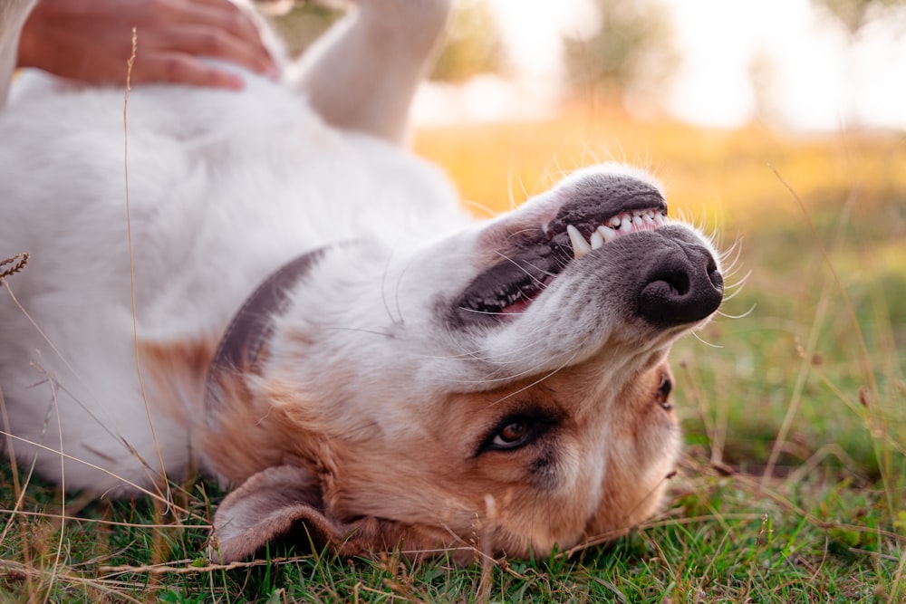 short-coated tan dog