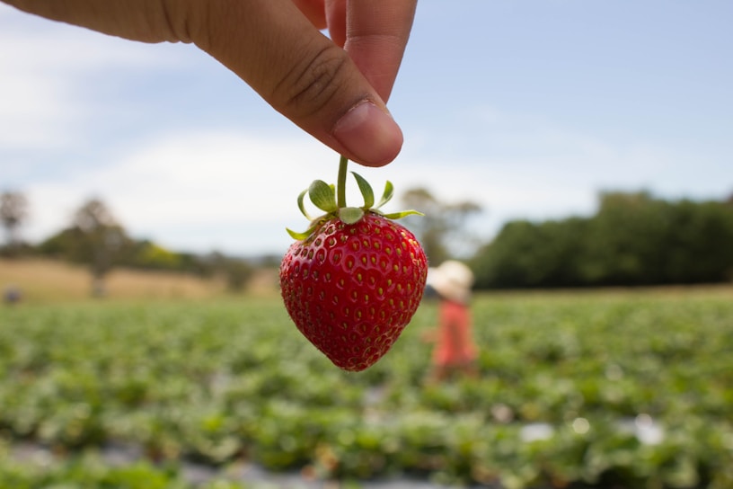 A hand is holding a bright red strawberry with a green top in the foreground. In the background, there is a blurred view of a strawberry field with green plants stretching into the distance. A person wearing a hat is visible working in the field.