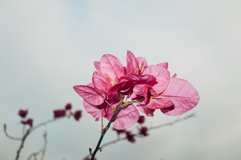 pink flowers macro photography