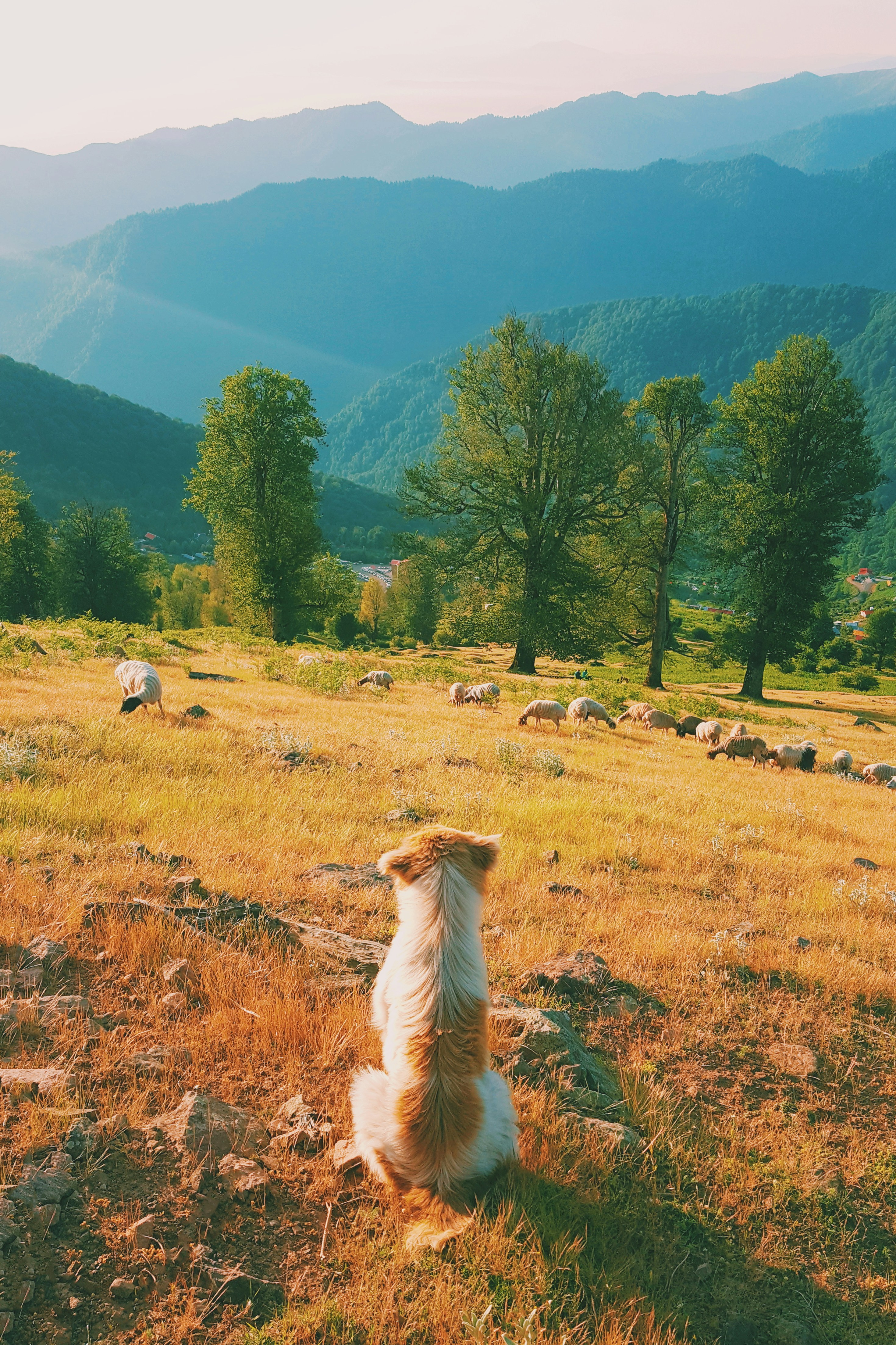 short-coated tan and white dog on hill