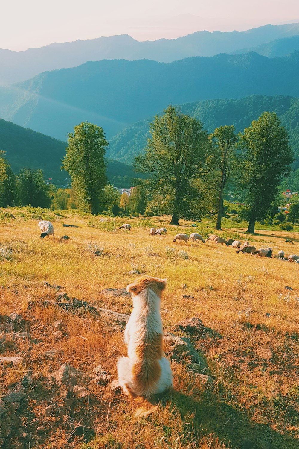 short-coated tan and white dog on hill