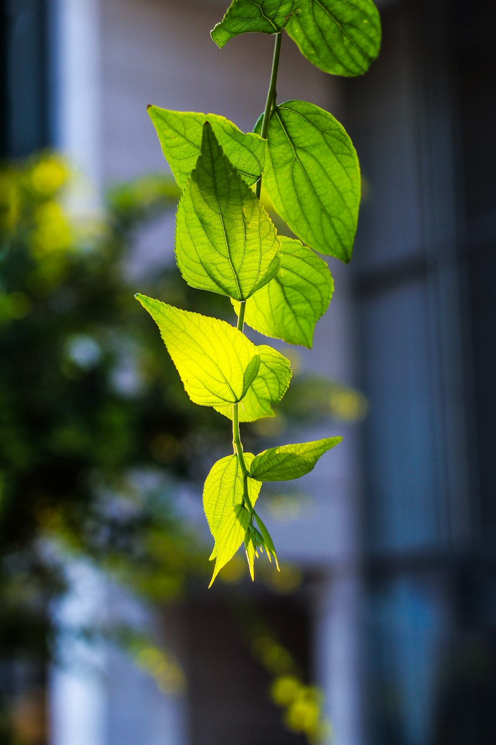 green leaves macro photography