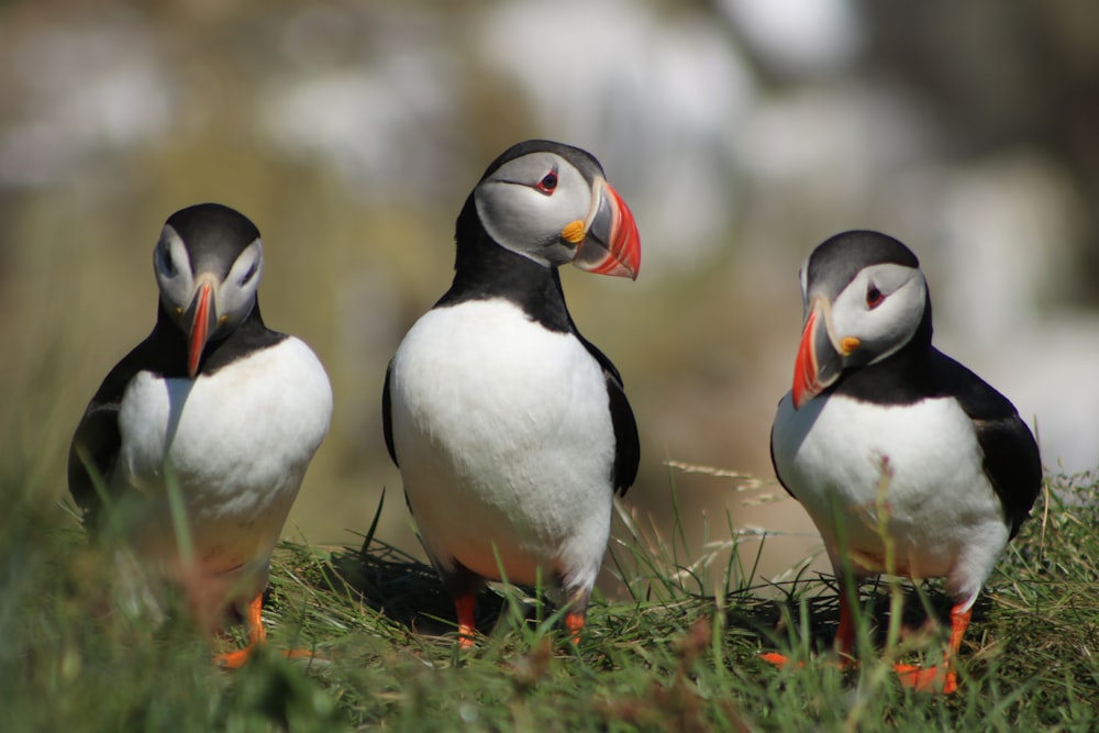 3 Pássaros Puffin do Atlântico