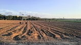 farmland across trees photo