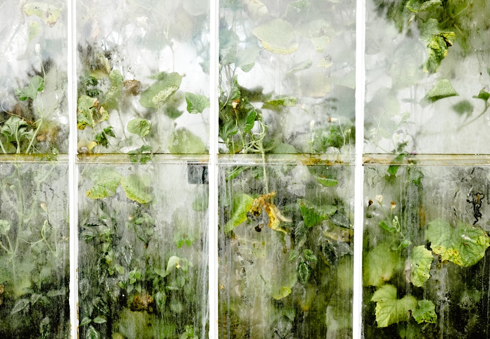 green leafed plants behind glass panel