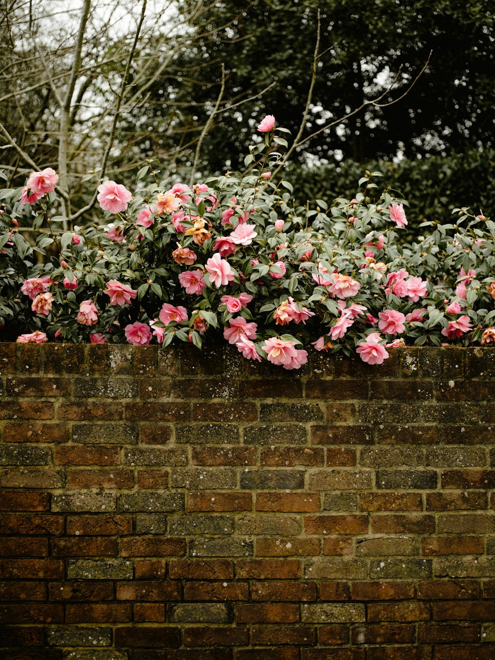 pink and green flower bush