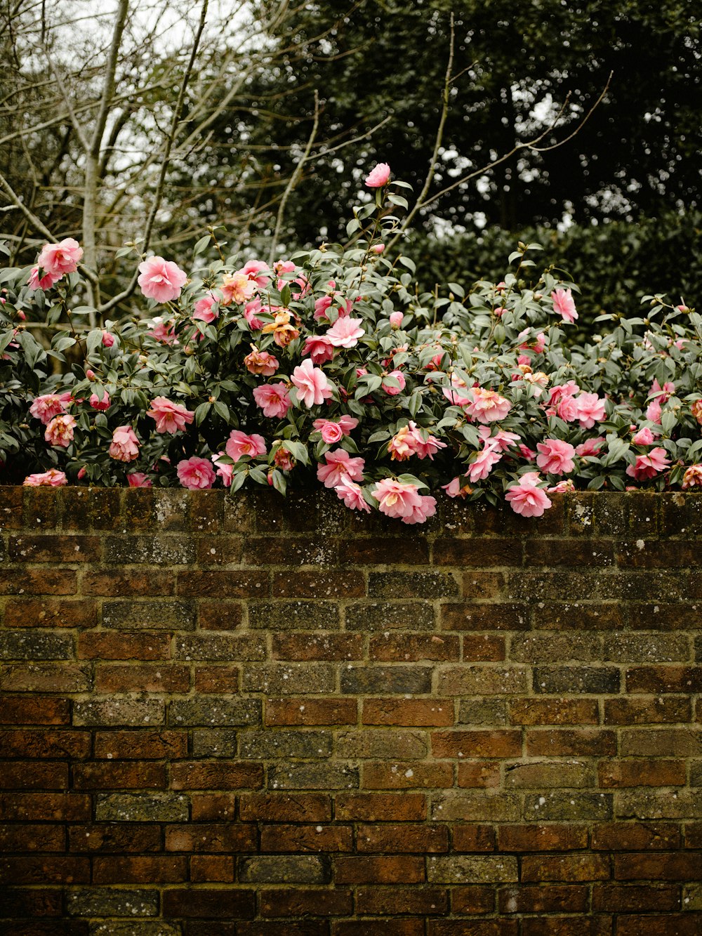 buisson de fleurs roses et vertes