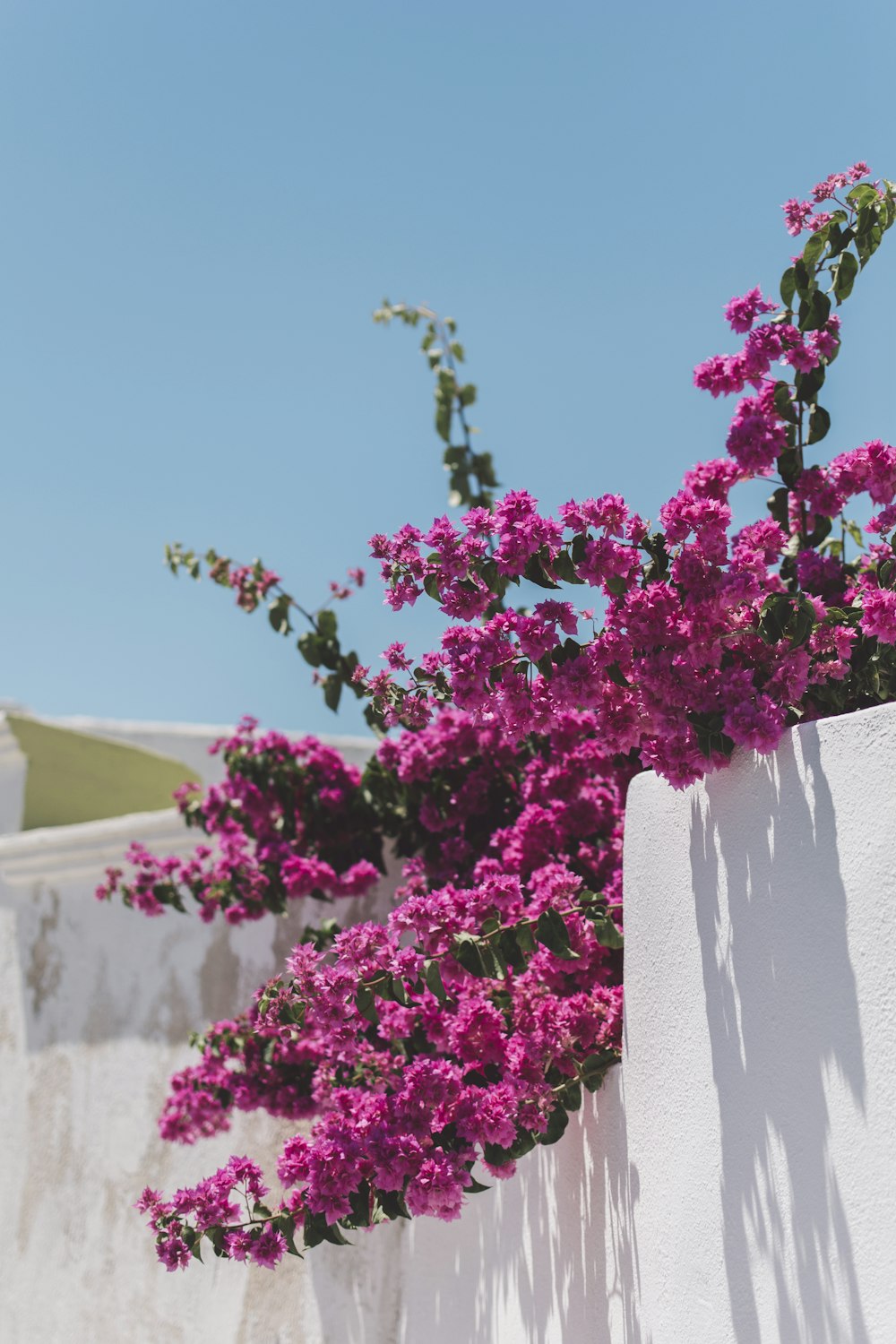 pink flowers with green leaves