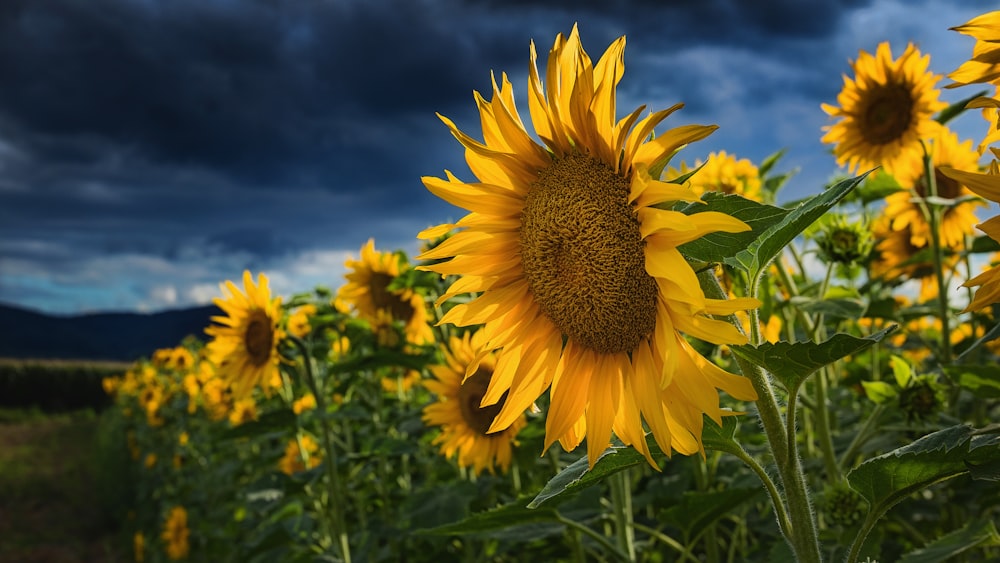 blooming sunflowers under cloudy sky