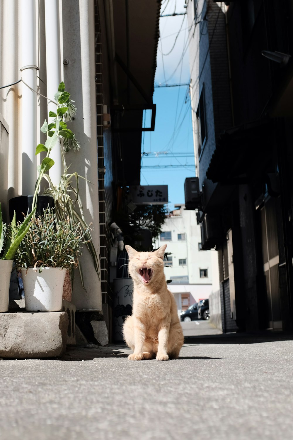 shallow focus photo of orange cat