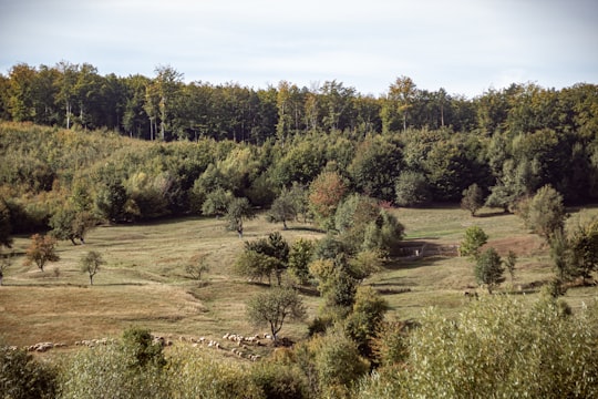 green-leafed trees during daytime in Solca Romania