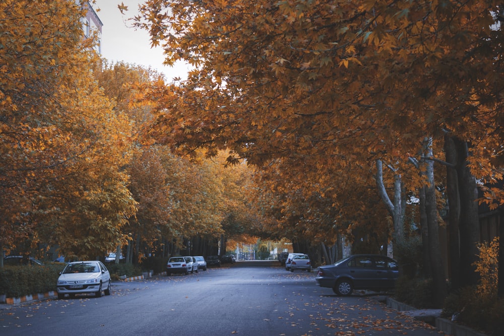 gray sedan parked besides brown tree