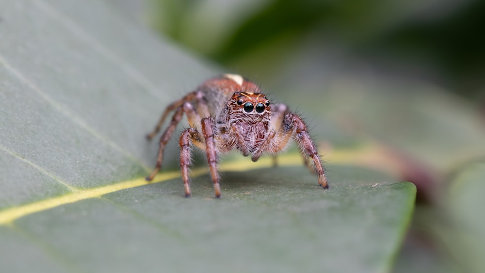 Foto de enfoque superficial de araña marrón