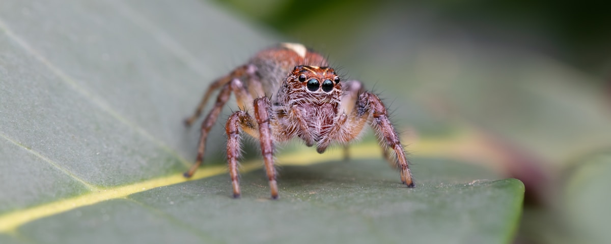 shallow focus photo of brown spider