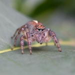 shallow focus photo of brown spider