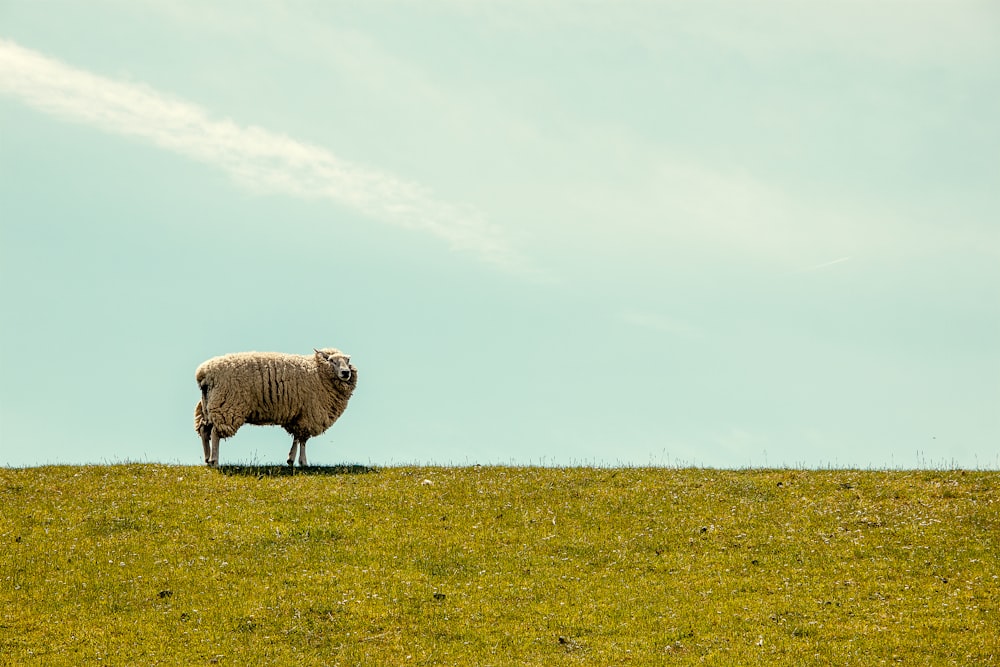 moutons blancs