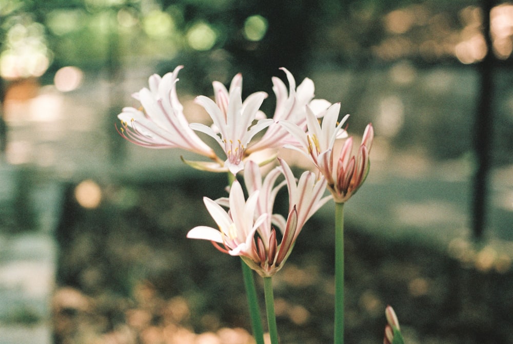 selective focus photography of white and pink petaled flowers