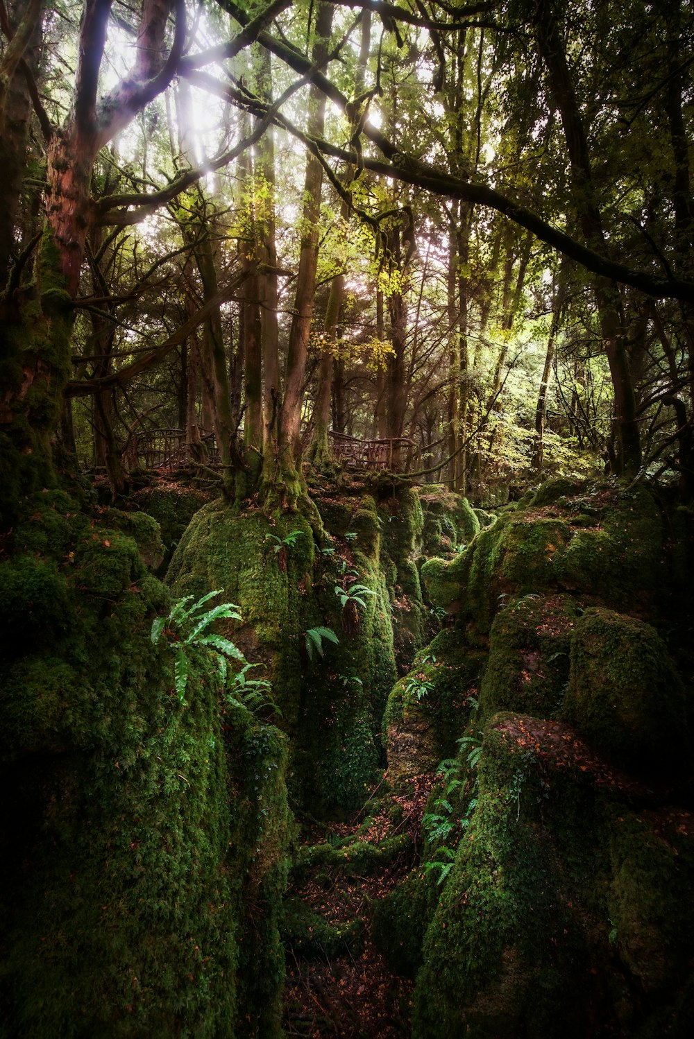 green plants during daytime