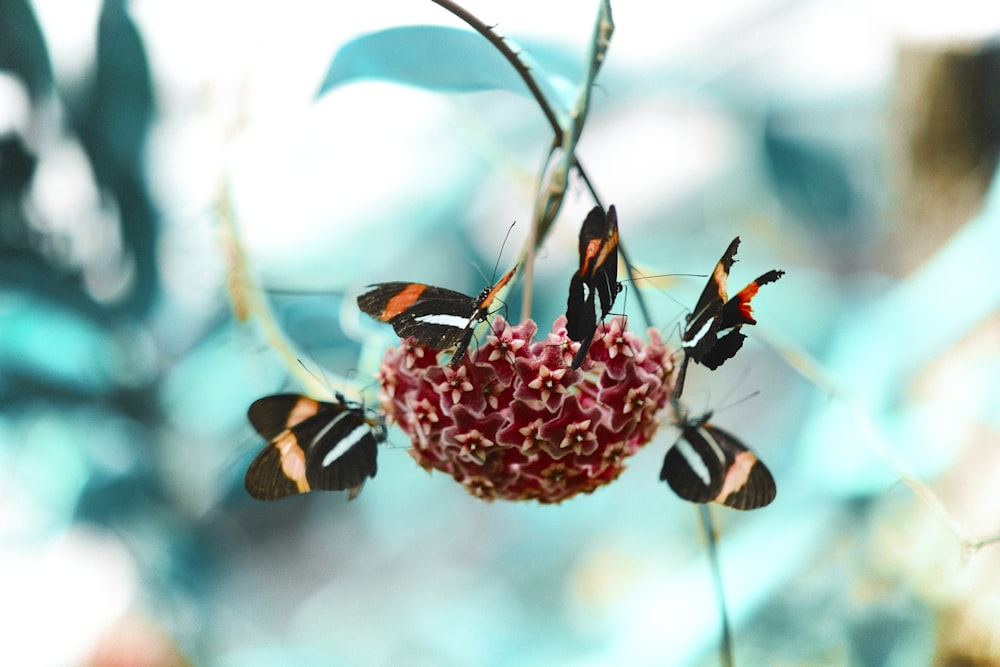 red and white petaled flowers and five assorted-color butterflies