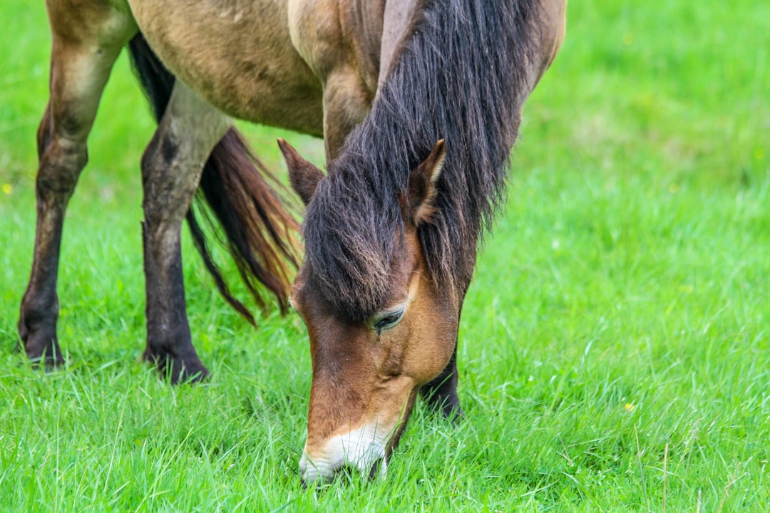 brown horse on green grassland
